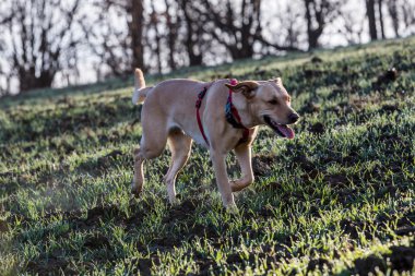 Kahverengi karma barınak köpek