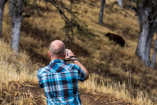 Bear in Sequoia National Park, California — Stock Photo, Image