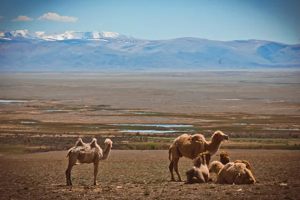 Καμήλες στα βουνά, Γκόρνι Αλτάι, Ρωσία — Φωτογραφία Αρχείου