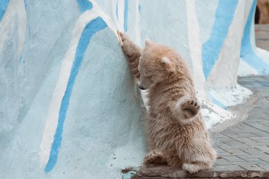 Novosibirsk hayvanat bahçesindeki yavru kutup ayı 