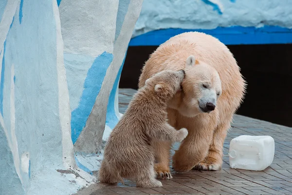 Osos polares en el zoológico de Novosibirsk — Foto de Stock