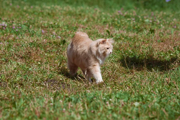 Beautiful ginger cat without a tail walks on the street