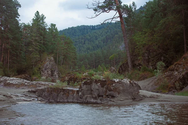 Ormandaki yaz manzarası, Gorny Altai, Ust-Sema