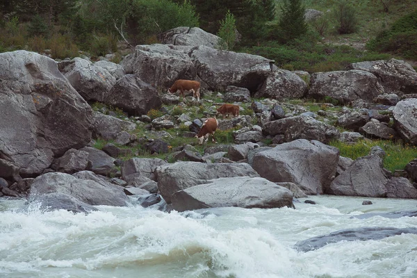 Cows Graze Banks Mountain River Katun Gorny Altai Kur Kechu — Stock Photo, Image