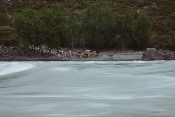 Kühe Einem Wasserloch Gebirgsfluss Katun Gorny Altai Kur Kechu — Stockfoto