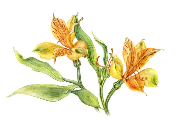 Akvarell alstroemeria fehér háttér — Stock Fotó