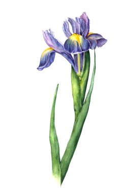 Beyaz arka plan üzerinde izole suluboya Iris