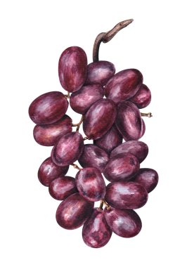 Üzüm beyaz zemin üzerine suluboya demet