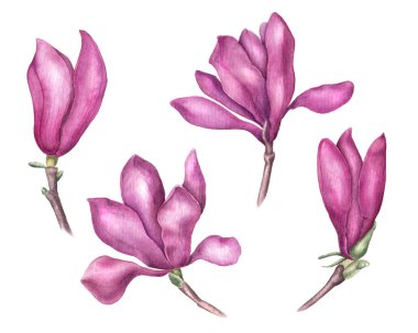 Narin pembe Manolya çiçek, suluboya resim kümesi