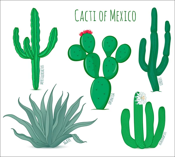 Sada vektorové mexických kaktusů — Stockový vektor