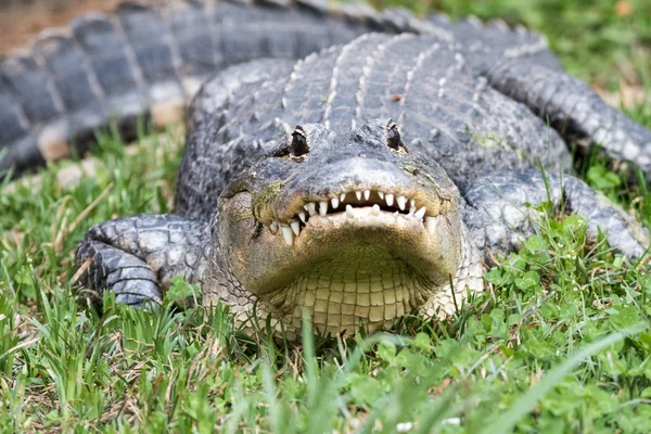 Gator escondido na grama — Fotografia de Stock