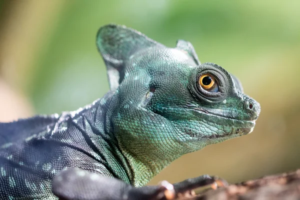 Verdes Crested Basilisk (Basiliscus plumifrons ) Imagem De Stock