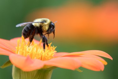 Arı Çiçekten Çiçeğe Gidiyor