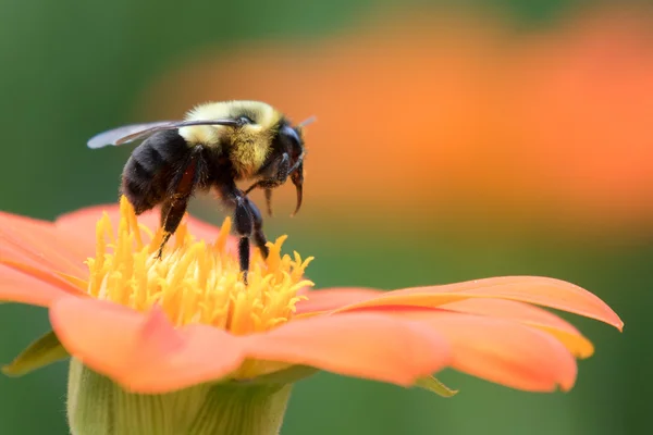 Bee moving from flower to flower — Stock Photo, Image