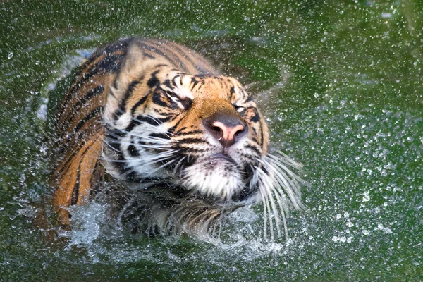 Sumatran Tiger shaking itself dry