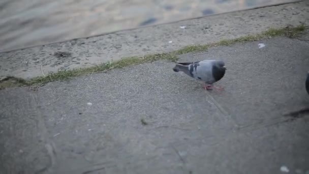 Quelques pigeons sur le front de mer — Video