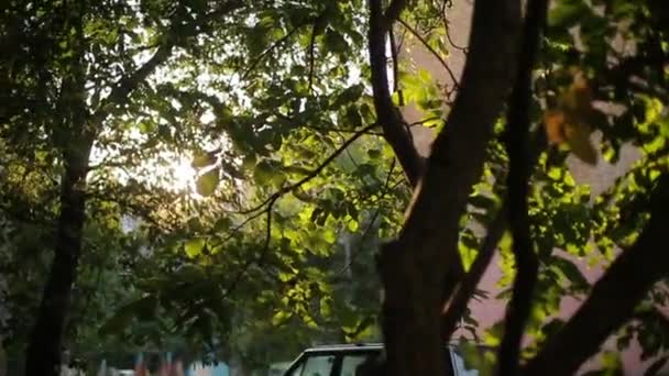 Árboles verdes en la ciudad de verano — Vídeo de stock