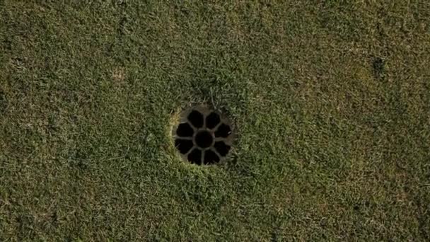 Golf ball falls into the hole close up — Stock Video