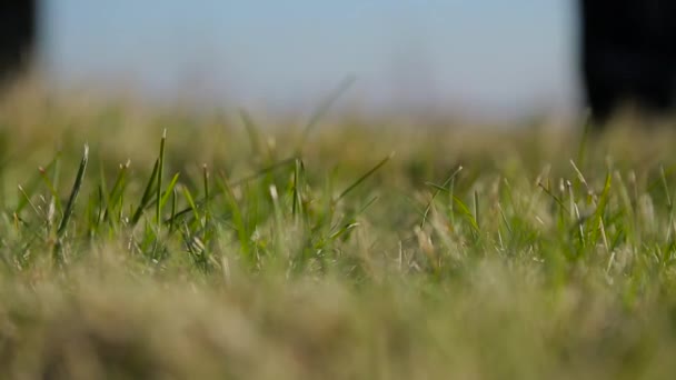Mann setzt Golfball aus nächster Nähe auf Rasen — Stockvideo
