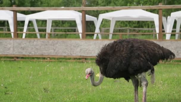 Большой страус ест зеленую траву. — стоковое видео