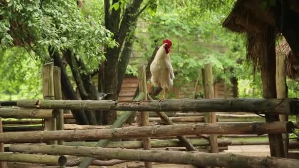 Kohout stojí na jedné noze na dřevěný plot — Stock video