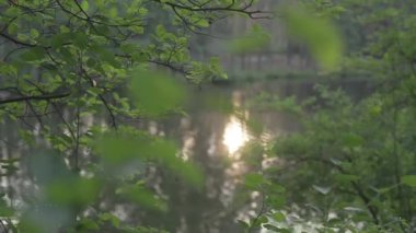 Yeşil aracılığıyla nehir görünümünü bırakır