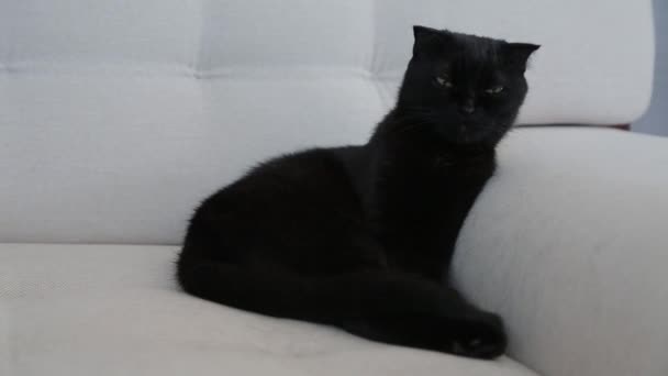 Funny black cat sitting on the coach — Stock Video