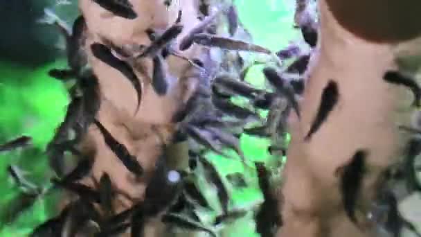 Poisson massage des pieds pour fille gros plan 