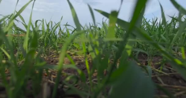 Germinando la agricultura verde de cerca — Vídeos de Stock