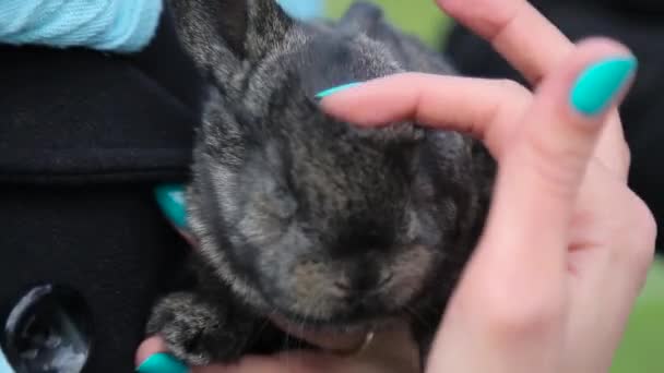 Meisje strpking een konijn in haar handen — Stockvideo