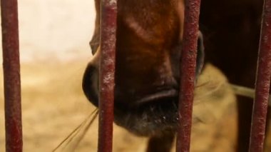 At çit dışında yiyor