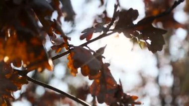 Güneş ışınları ile sonbahar yaprakları