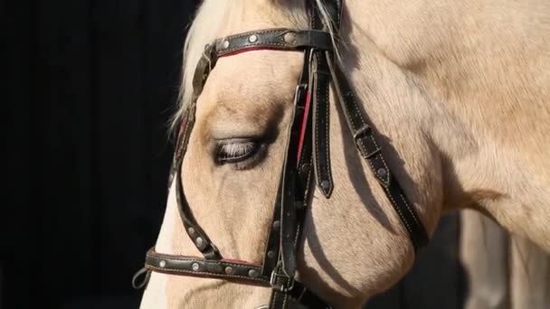 Un cheval beige en gros plan 