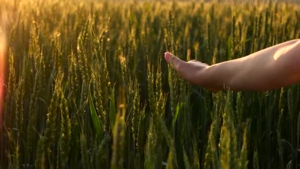 Chica acariciando trigo verde de cerca — Vídeos de Stock