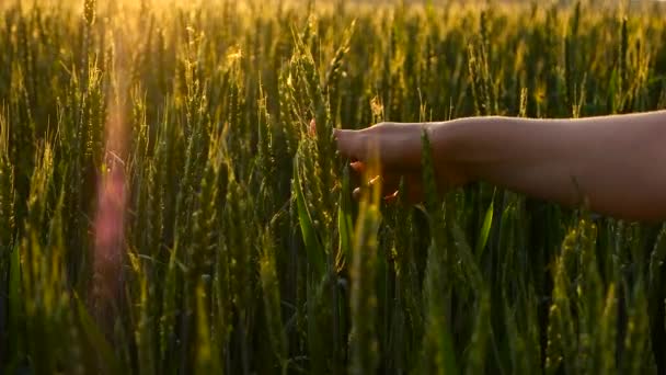 Mädchen streichelt grünen Weizen aus nächster Nähe — Stockvideo
