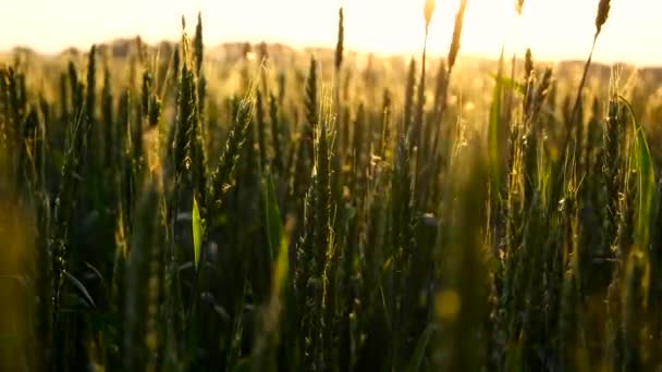 Зеленая пшеница в солнечных лучах — стоковое видео