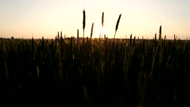 Champ de blé au coucher du soleil — Video