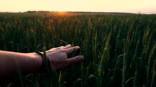Man stroking green wheat close up — Stock Video