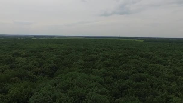 An grauen Tagen über den grünen Wald fliegen — Stockvideo