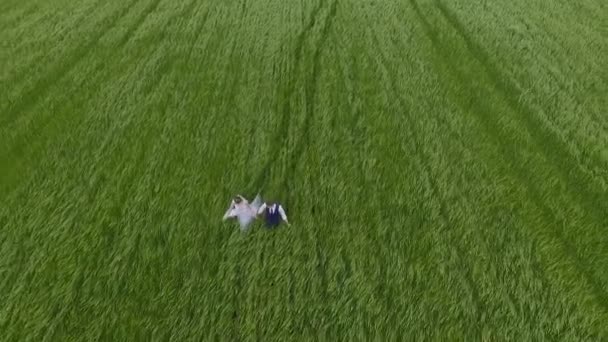 Наречений і наречений, що проходить через повітряне поле зеленої пшениці — стокове відео