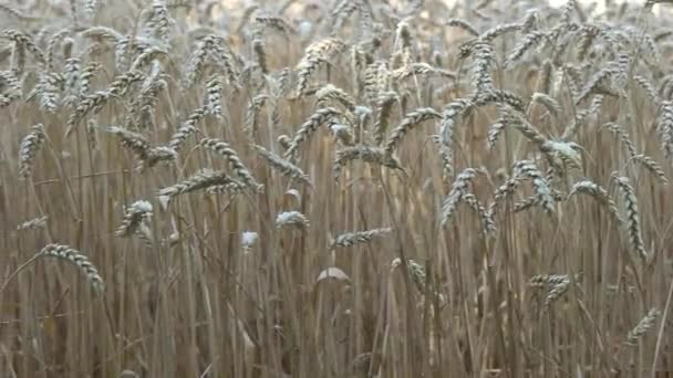 Spille di grano ondeggianti nel vento — Video Stock