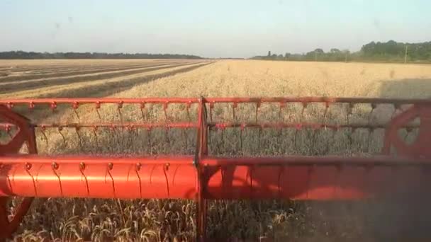 Combine a exibição de barras de corte de trigo ofensivo — Vídeo de Stock