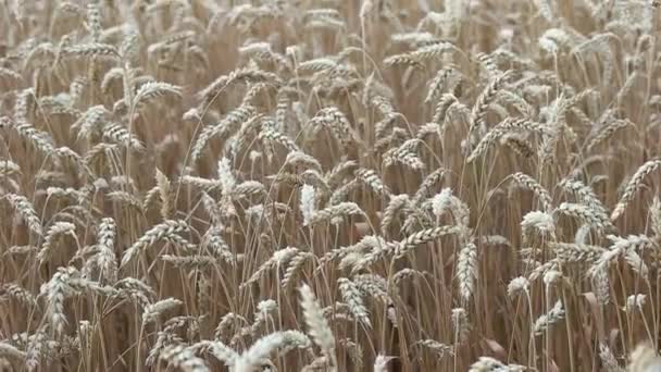 熟した小麦のクローズ アップのフィールド — ストック動画
