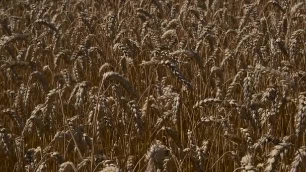 Поле зрелой пшеницы крупным планом — стоковое видео