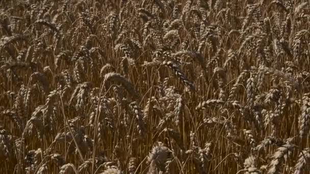 Campo di grano maturo primo piano — Video Stock