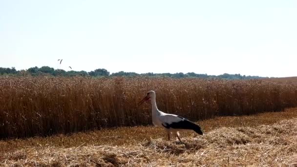 Ooievaar lopen op tarweveld — Stockvideo