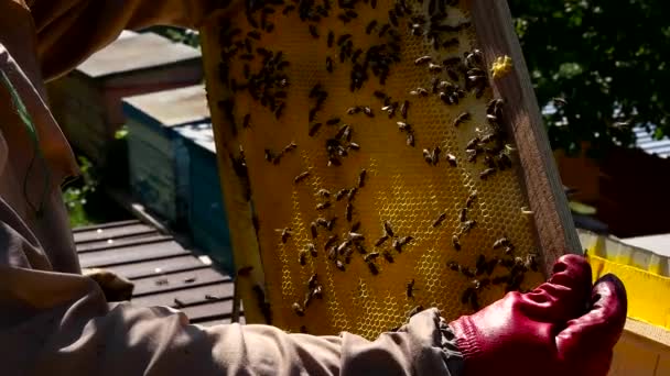 Bee-keeper gets honey frame from evidence — Stock Video