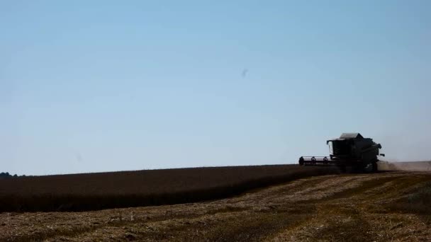 收割机 treshing 小麦慢动作 — 图库视频影像