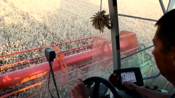 Man dorsen tarwe uitzicht vanaf harvester cabine — Stockvideo