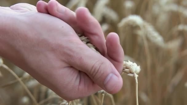 Człowiek zgniata kłosy pszenicy zbliżenie — Wideo stockowe